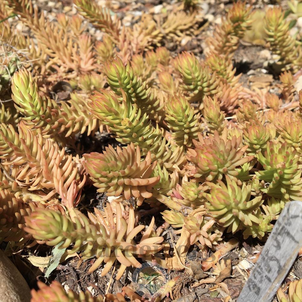 Photo of Stonecrop (Petrosedum rupestre subsp. rupestre Solar Spice®) uploaded by BlueOddish