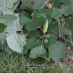 Location: Aberdeen, NC Pages Lake park
Date: June 14, 2022
Tulip poplar, cones in spring #82; RAB page 473, 80-1-1; LHB page