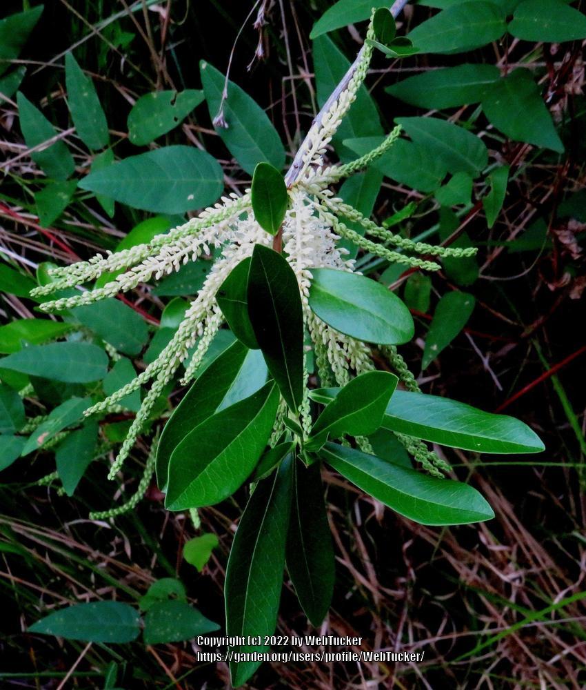 Photo of Leatherwood (Cyrilla racemiflora) uploaded by WebTucker