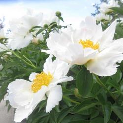 Location: Toronto, Ontario
Date: 2022-06-08
Peony (Paeonia lactiflora 'Krinkled White')