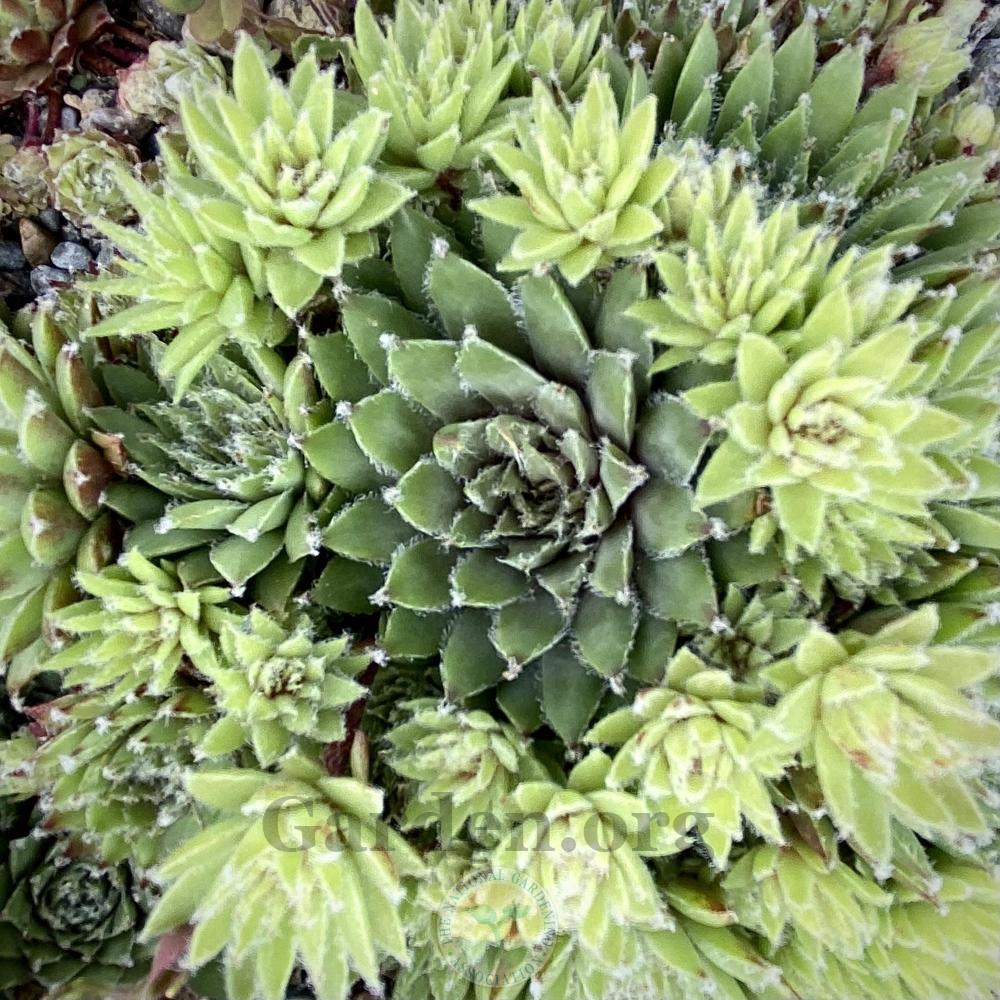 Photo of Hen and Chicks (Sempervivum 'Just Plain Crazy') uploaded by springcolor