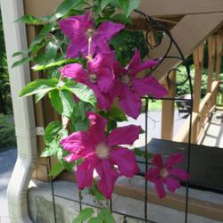 Location: West Jefferson, North Carolina
Date: 2022-05-30
I've lost the tag for this clematis, however it looks like 'Niobe