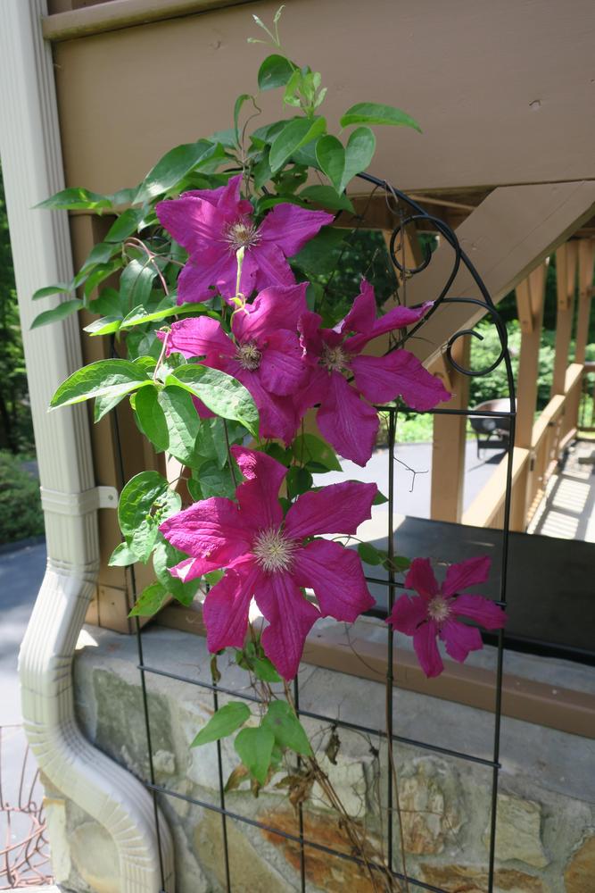 Photo of Clematis 'Niobe' uploaded by 2Dogsmother