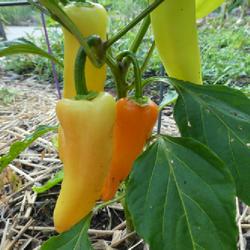 Location: my garden in Dawsonville, GA (zone 7b north Geogia mountains)
Date: 2022-06-16
Peppers are ripening, 9 weeks after planting from 4" pot