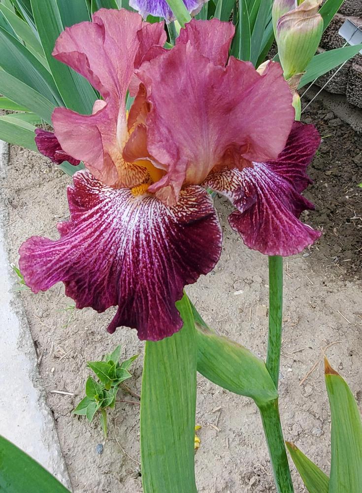 Photo of Tall Bearded Iris (Iris 'Vibrations') uploaded by MONTANALisa