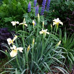 Location: Eagle Bay, New York
Date: 2022-06-15
Border bed, Siberian Iris (Iris 'Butter and Sugar'), front and ce