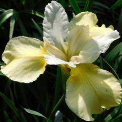 Location: Eagle Bay, New York
Date: 2022-06-15
Siberian Iris (Iris 'Butter and Sugar') bloom
