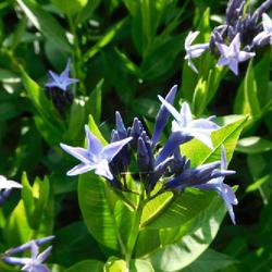 Location: Eagle Bay, New York
Date: 2022-06-15
Blue Star (Amsonia 'Blue Ice') buds and blooms up close
