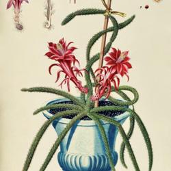
Date: c. 1773
illustration [as Cereus flagelliformis] by Georges Ehret from Tre