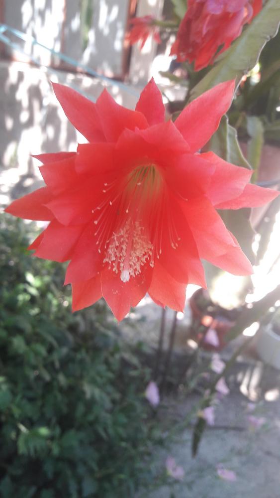 Photo of Orchid Cactus (Disocactus x hybridus 'Ackermannii') uploaded by skopjecollection