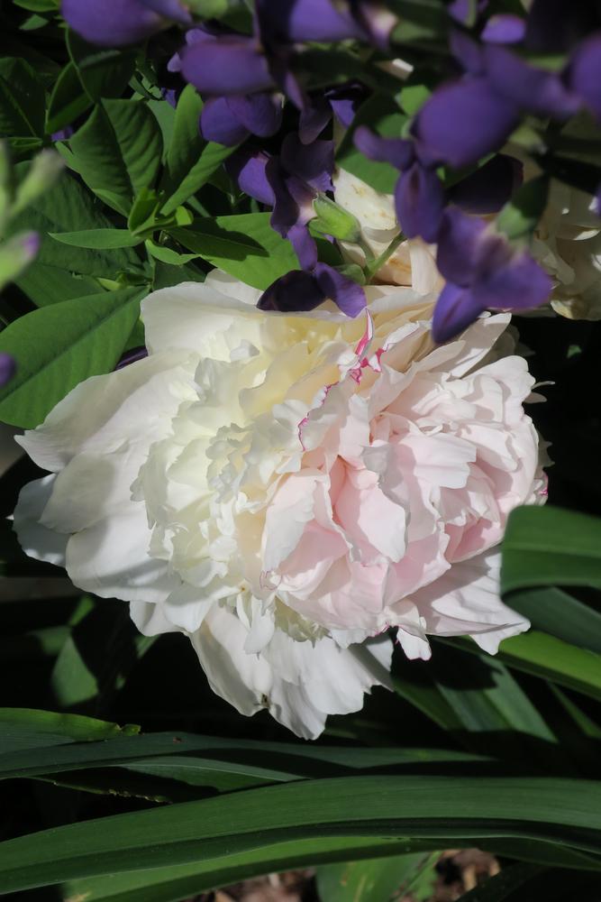 Photo of Peony (Paeonia lactiflora 'Shirley Temple') uploaded by 2Dogsmother