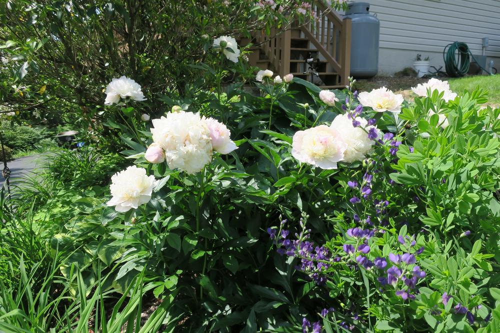 Photo of Peony (Paeonia lactiflora 'Shirley Temple') uploaded by 2Dogsmother