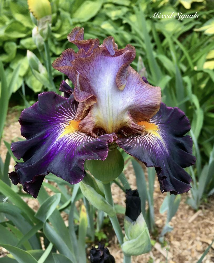 Photo of Tall Bearded Iris (Iris 'Mixed Signals') uploaded by Hemlass