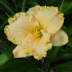 Location: my garden in Dawsonville, GA (zone 7b north Geogia mountains)
Date: 2022-06-17
NoID 028, possibly from Jungle Paradise Daylilies