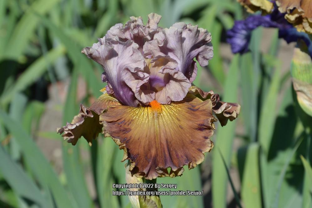 Photo of Tall Bearded Iris (Iris 'Ancient Secrets') uploaded by Serjio