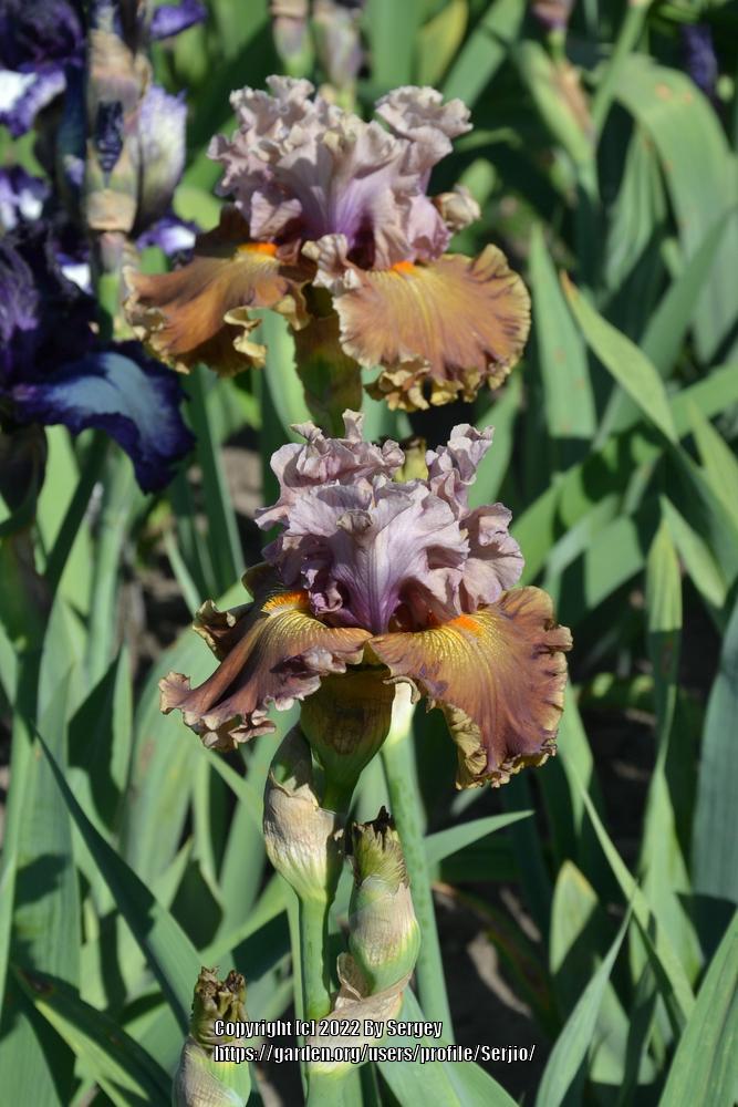Photo of Tall Bearded Iris (Iris 'Ancient Secrets') uploaded by Serjio