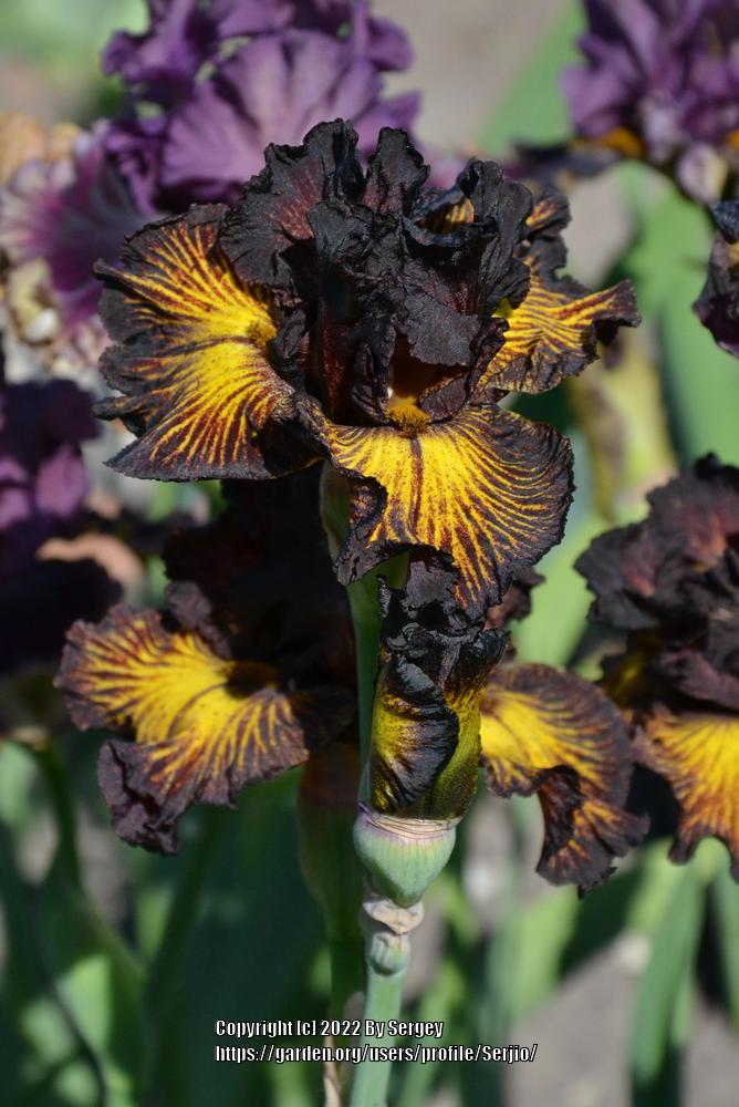 Photo of Tall Bearded Iris (Iris 'Tuscan Summer') uploaded by Serjio