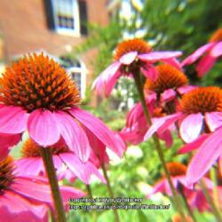 Location: Southern Pines, NC (Boyd House garden)
Date: June 14, 2022
Purple Cone flower #187; RAB page 1110, 179-62-1; LHB page 995, 1