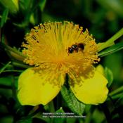 Shrubby Saint John's wort; RAB page 712, 126-1-8. AG page 92, 18-