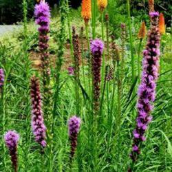 Location: Southern Pines, NC (Boyd House garden)
Date: June 16, 2022
Blazing Star #230; RAB p. 1183, 179-30-1; LHB p. 1023, 194-86-4; 