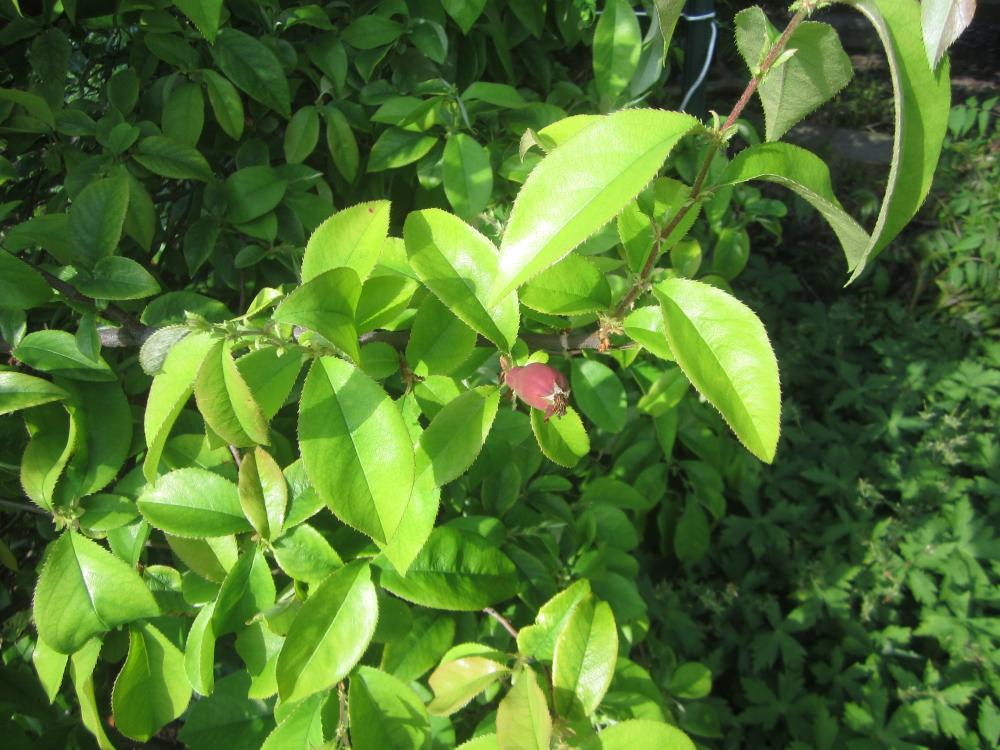 Photo of Chinese Quince (Pseudocydonia sinensis) uploaded by kreemoweet