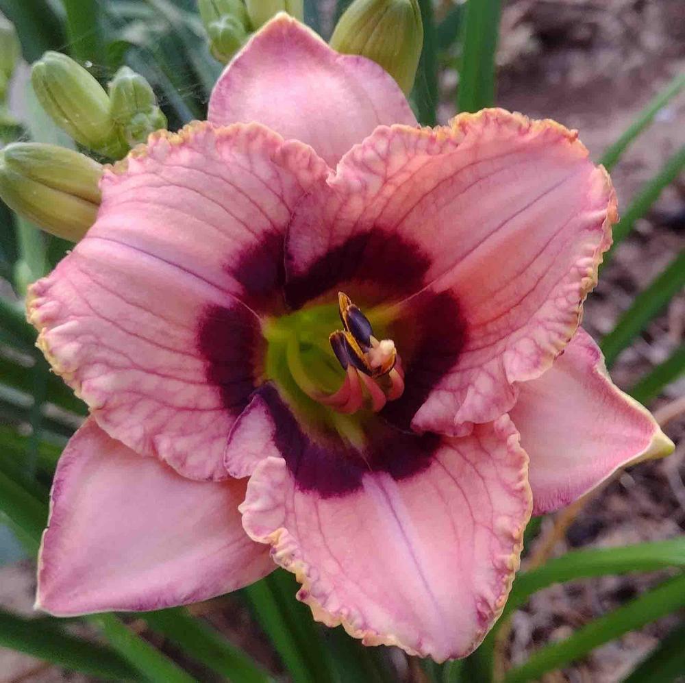 Photo of Daylily (Hemerocallis 'Orchid Candy') uploaded by Bloombuddie