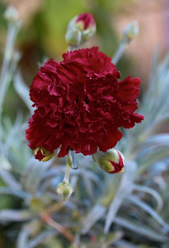 Photo of Carnation (Dianthus caryophyllus 'King of the Blacks') uploaded by Joy
