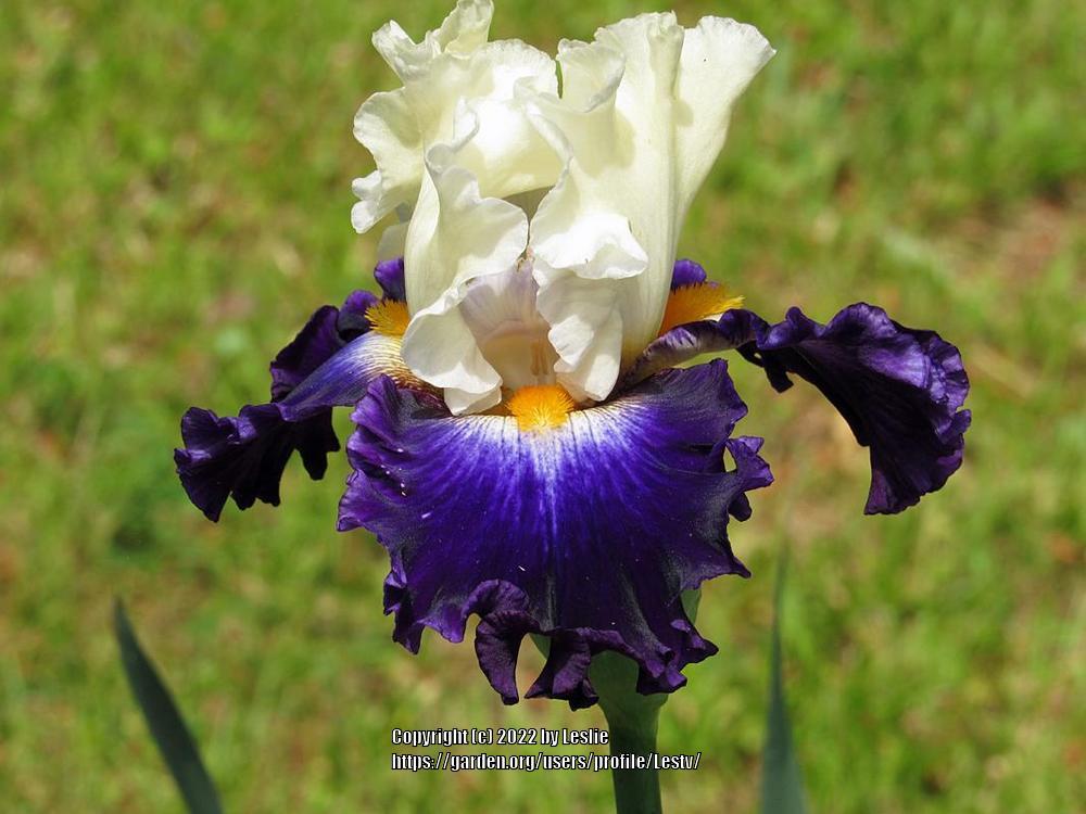 Photo of Tall Bearded Iris (Iris 'Future Ruler') uploaded by Lestv