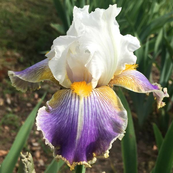 Photo of Tall Bearded Iris (Iris 'Wild Angel') uploaded by Marbledrew