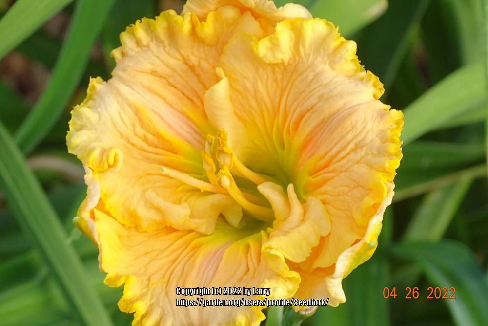 Photo of Daylily (Hemerocallis 'Pleated Pumpkin') uploaded by Seedfork