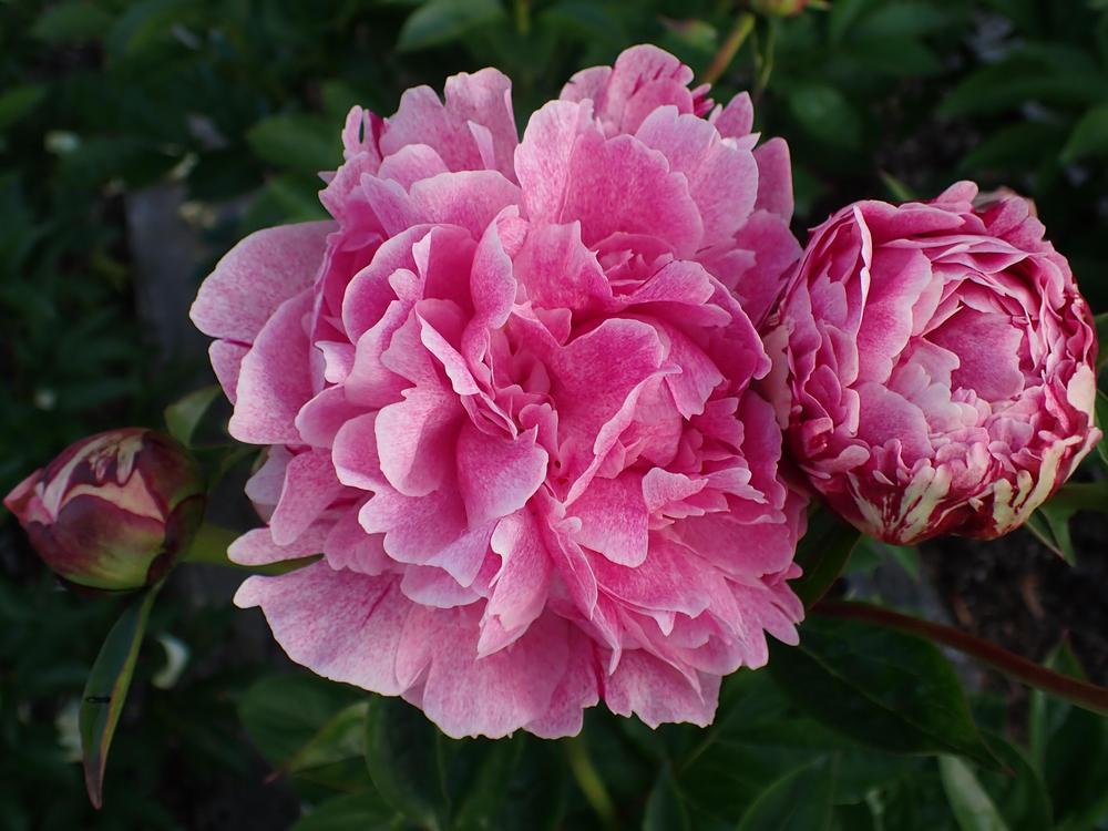 Photo of Chinese Peony (Paeonia lactiflora 'The Fawn') uploaded by Vals_Garden