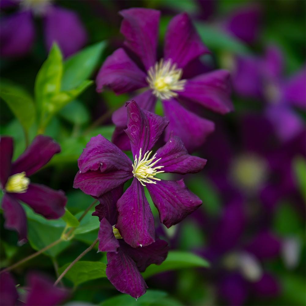 Photo of Clematis (Clematis viticella 'Etoile Violette') uploaded by dirtdorphins