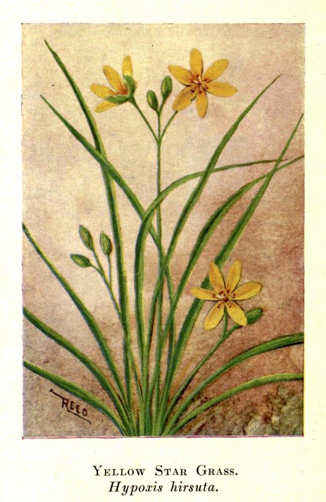 Photo of Eastern Yellow Star Grass (Hypoxis hirsuta) uploaded by scvirginia