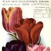 'Afterglow' is the topmost tulip in the photo, which is from the 