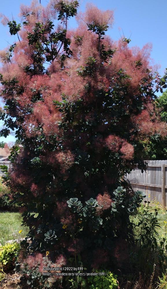 Photo of Smoketrees (Cotinus coggygria) uploaded by FPF