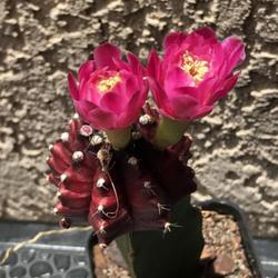 Location: My garden in Tampa, Florida
Date: 2022-06-19
My grafted purple moon cactus blooms!