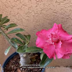 Location: My garden in Tampa, Florida
Date: 2022-05-27
My grafted desert rose, date I purchased it.