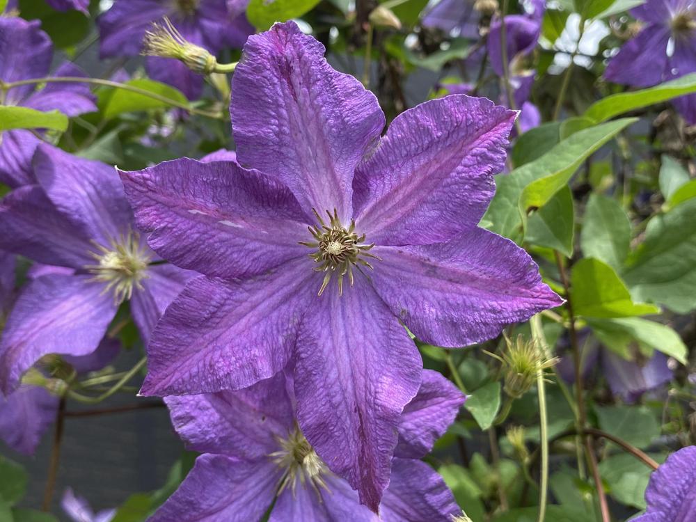 Photo of Clematis 'Bagatelle' uploaded by csandt