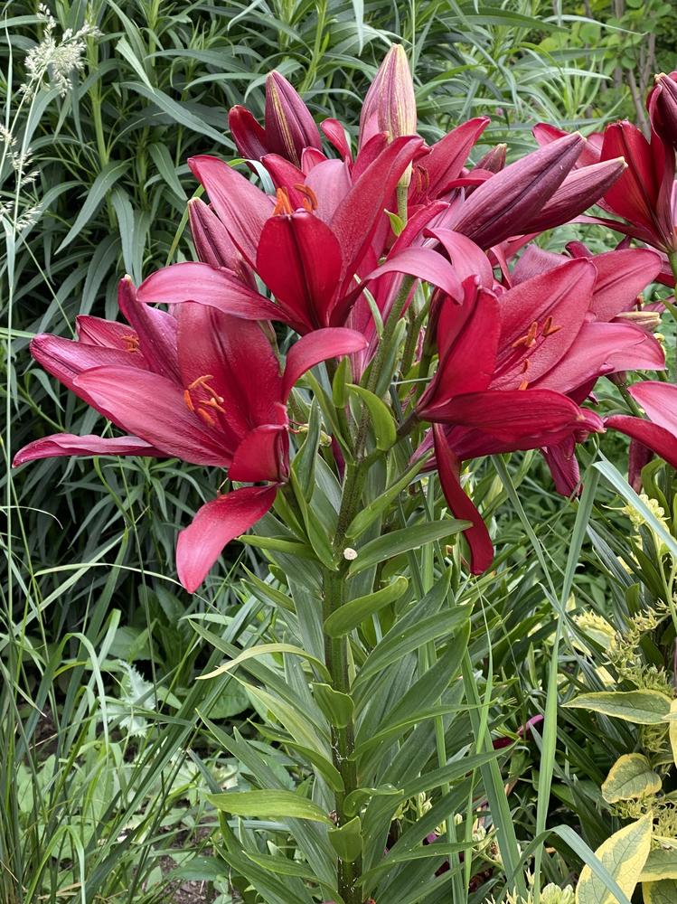Photo of Lily (Lilium 'Red Alert') uploaded by csandt