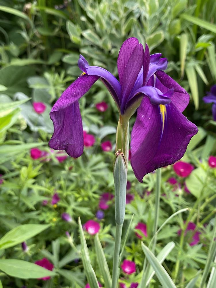 Photo of Japanese Iris (Iris ensata 'Silverband') uploaded by csandt