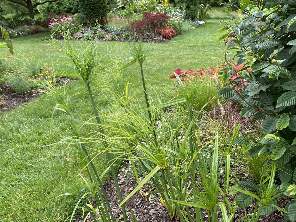 Photo of Papyrus (Cyperus papyrus Graceful Grasses® King Tut®) uploaded by csandt