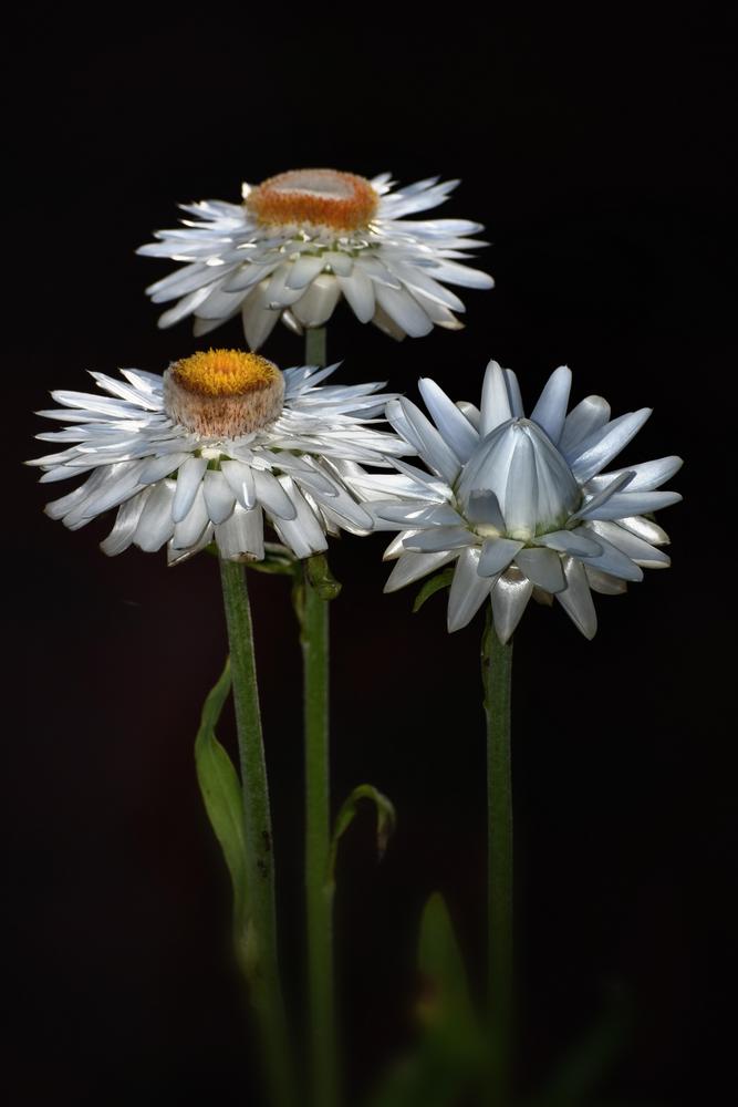 Photo of Strawflower (Xerochrysum bracteatum) uploaded by dawiz1753