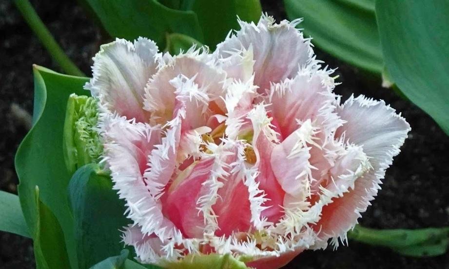 Photo of Fringed Tulip (Tulipa 'Queensland') uploaded by robertduval14