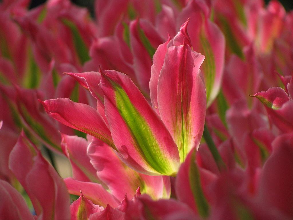 Photo of Viridiflora Tulip (Tulipa 'Virichic') uploaded by robertduval14