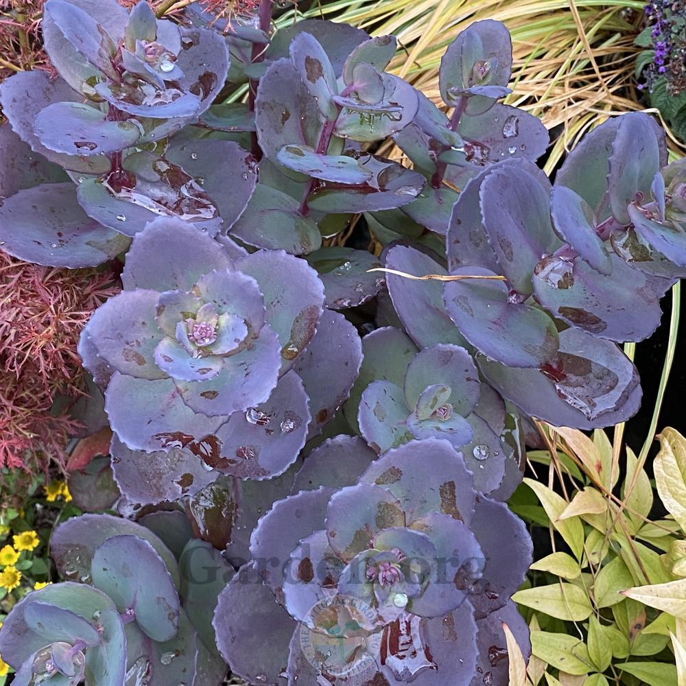 Photo of Stonecrop (Hylotelephium SunSparkler® Blue Pearl) uploaded by springcolor