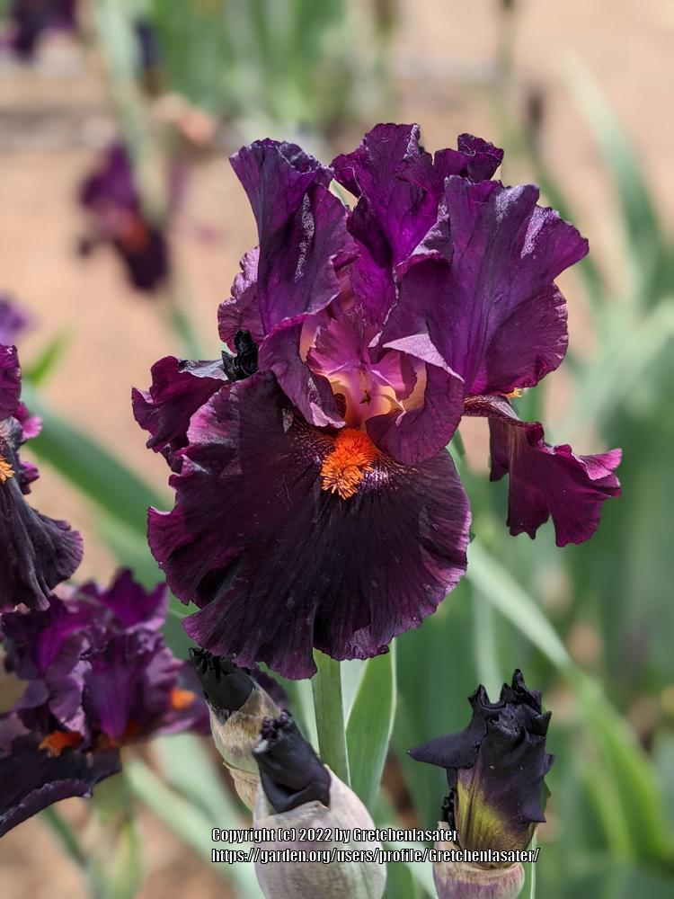 Photo of Tall Bearded Iris (Iris 'Night Moves') uploaded by Gretchenlasater