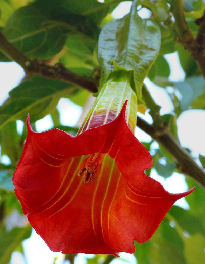 Photo of Red Angel Trumpet (Brugmansia sanguinea) uploaded by scvirginia