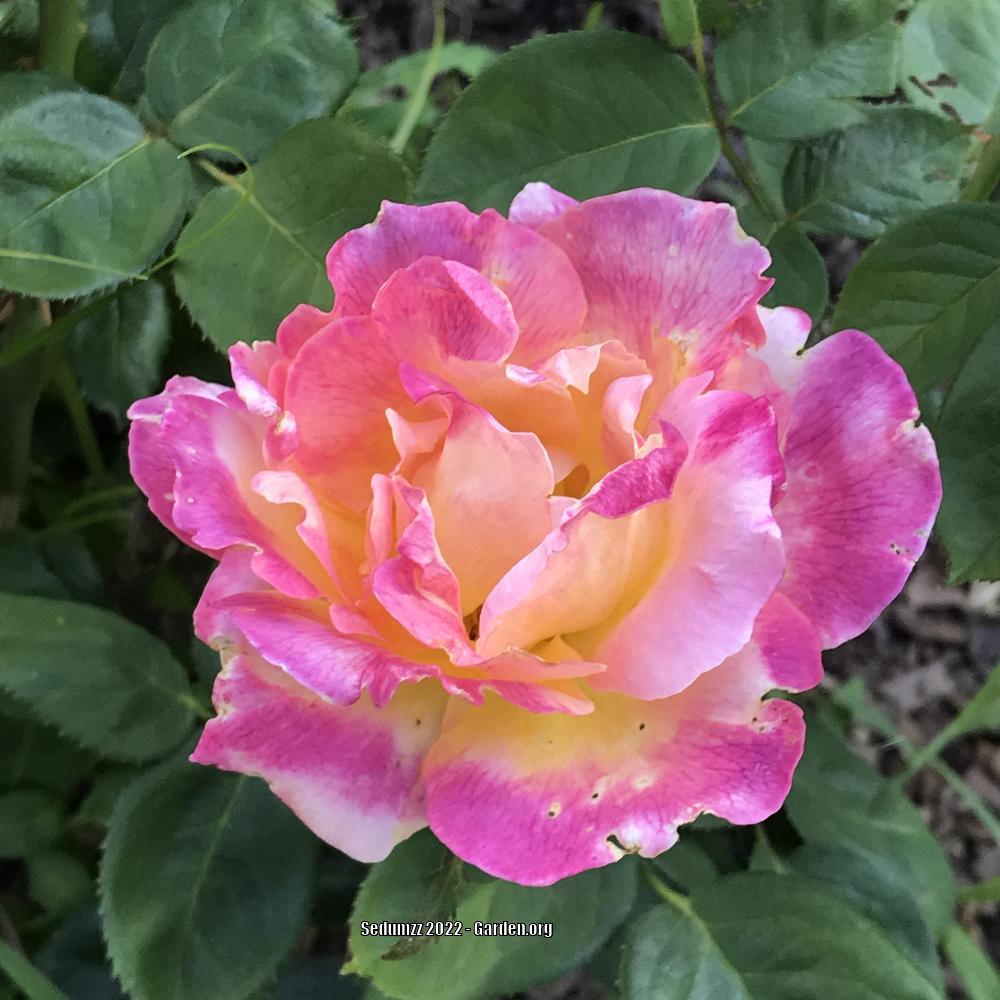Photo of Floribunda Rose (Rosa 'Sheila's Perfume') uploaded by sedumzz