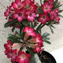 Location: My garden in Tampa, Florida
Date: 2022-06-19
My winter clearance rescue desert rose.