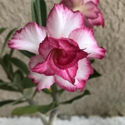 Location: My garden in Tampa, Florida
Date: 2022-06-19
A beautiful bloom from a seedling (not grafted).